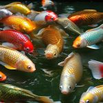 Cá Lóc Cảnh: Nuôi Dưỡng, Thị Trường và Cơ Hội trong Nghiệp Nuôi Cá Cảnh